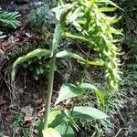 Digitalis luteaBlad