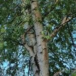 Betula pubescens Bark