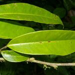 Marcgravia nepenthoides Leaf