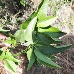 Maerua angolensis Leaf