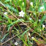 Gypsophila muralis Mosusu