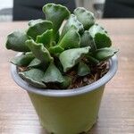 Crassula rogersii Hoja