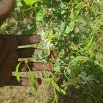 Bauhinia rufescens Flor