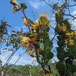 Tristerix penduliflorusFlower