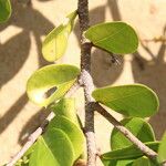 Chrysobalanus icaco Feuille