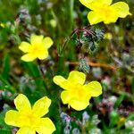 Tuberaria guttata Õis