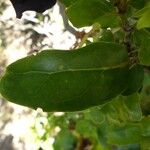 Pyrostria bibracteata Leaf
