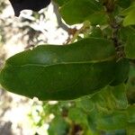 Pyrostria bibracteata Blatt