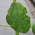 Alcea biennis Lehti