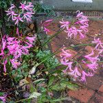 Nerine undulata Flower