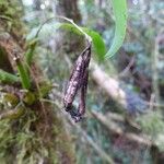Polystachya cultriformis Плод