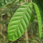 Funtumia africana Folio