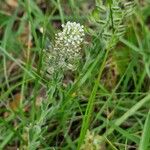 Lepidium hirtum Blodyn