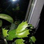 Schlumbergera truncata 葉
