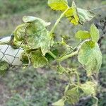 Cucurbita maxima Leaf