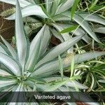 Agave demeesteriana Feuille