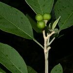 Solanum hazenii Ліст