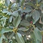 Ficus rubiginosa Gyümölcs