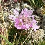 Armeria caespitosa Fiore