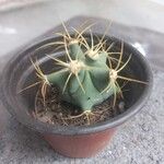 Ferocactus histrixपत्ता