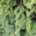 Sequoia sempervirens 葉
