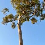 Corymbia citriodora List