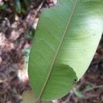 Cotylelobium melanoxylon Hoja