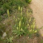 Reseda lutea Hábitos