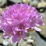 Armeria alpina Other