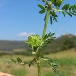 Tribulus terrestris Froito