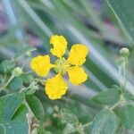 Stigmaphyllon ellipticum Flower