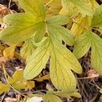 Hydrophyllum capitatum Leaf