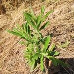 Erigeron sumatrensisLeaf