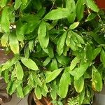 Dracaena surculosa Leaf