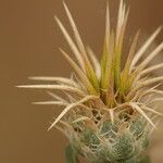 Centaurea calcitrapa Flower