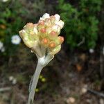 Pseudognaphalium luteoalbum Flower