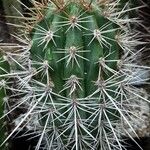 Pachycereus pringlei Habit