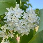 Syringa vulgarisKwiat