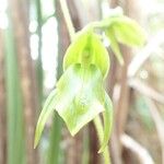 Achlydosa glandulosa Квітка