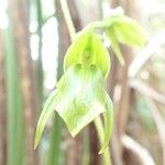 Achlydosa glandulosa Flower