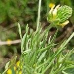 Ranunculus falcatus Лист