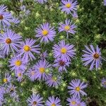 Symphyotrichum oblongifolium फूल