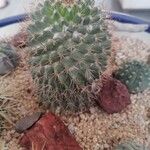 Mammillaria winteraeLeaf