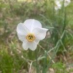 Narcissus poeticus Flor