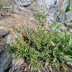 Veronica fruticans Habitat