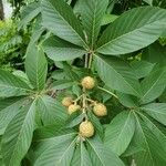 Aesculus glabra List