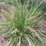 Lomandra longifolia Hoja
