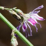 Stephanomeria diegensis Flower