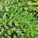 Euphorbia tithymaloides Leaf