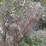 Symphyotrichum subulatum Celota